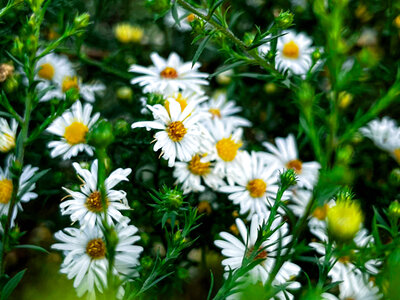 Symphyotrichum